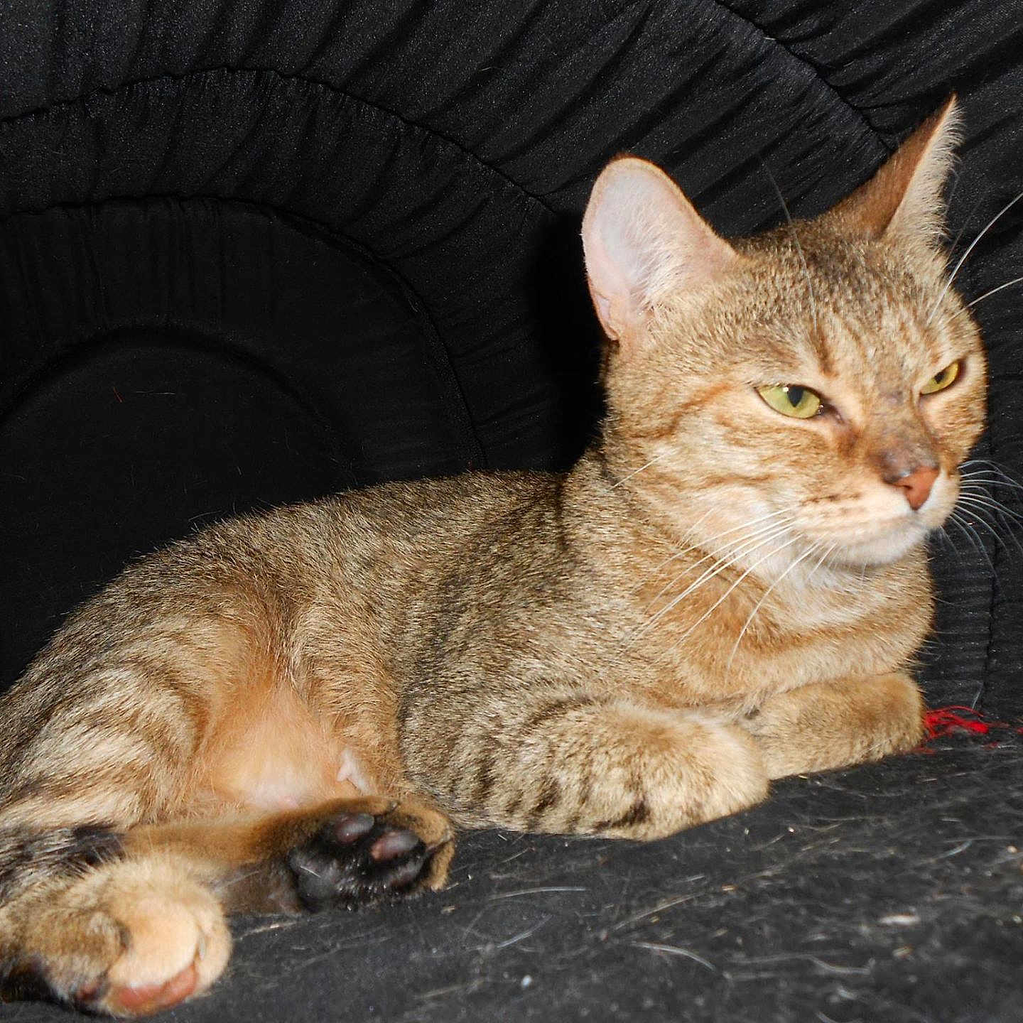 Schayne is registered to the contest to win money with this photo: animal, black_background, cat, closeup, cozy, cushion, cute, domestic_cat, feline, fur, green_eyes, indoor, mammal, paw, pet, relaxed, resting, sleepy, tabby, whiskers