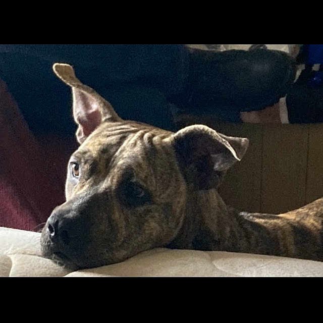 Peanut Brittle joined the competition — help win amazing prizes! animal, boxer, bulldog, canine, computerhardware, dog, electronics, frenchbulldog, greatdane, hardware, monitor, number, pet, pitbull, puppy, screen, snout, symbol, terrier, text