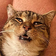 Sidney participe au concours pour gagner de l'argent avec cette photo : animal, cat, close_up, cute, domestic_cat, ears, face, feline, funny_expression, fur, indoor, mouth, muzzle, nose, pet, portrait, relaxed, tabby, teeth, whiskers