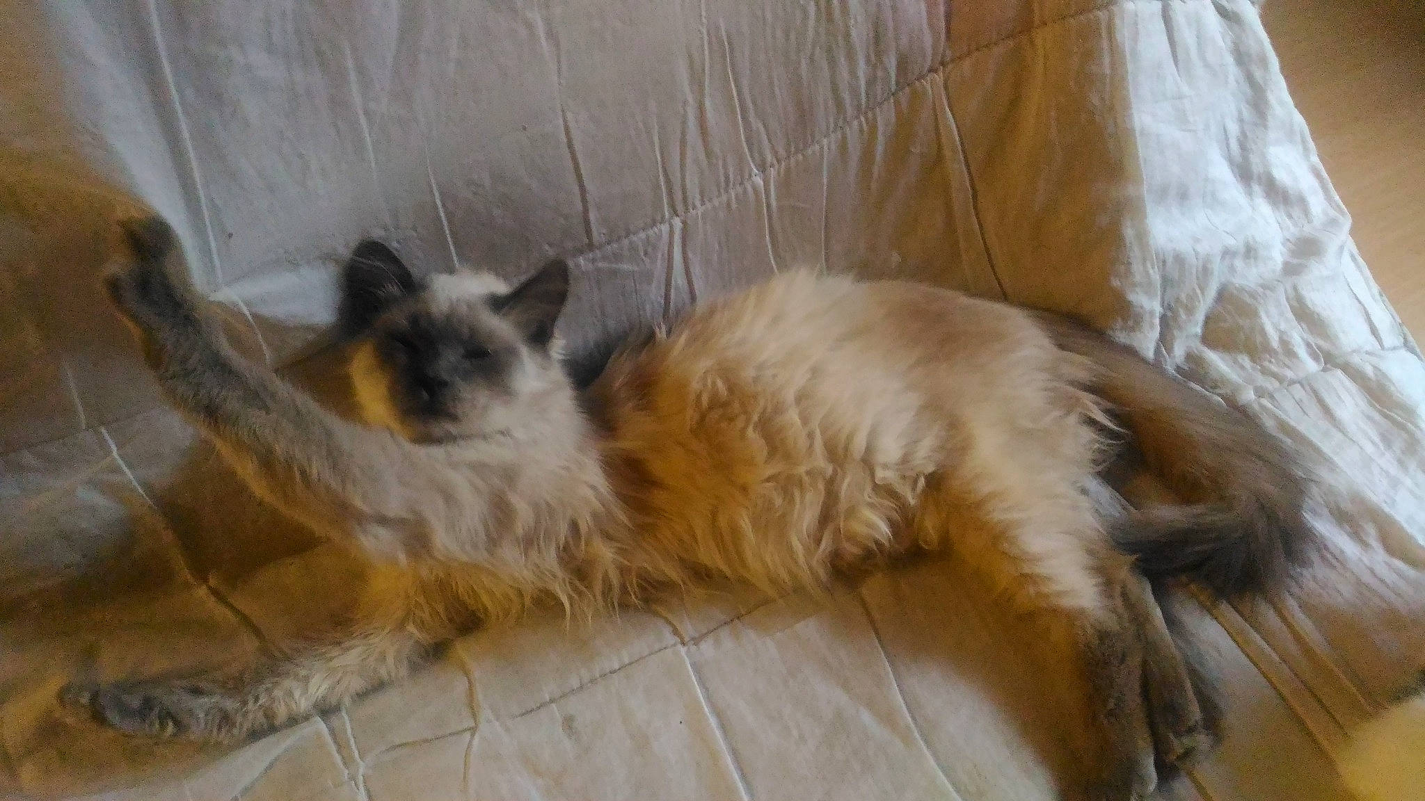 Guismo a rejoint le concours — aidez-le/la à gagner de superbes lots ! balinese, birman, carnivore, cat, domestic_long_haired_cat, fawn, felidae, himalayan, mammal, ragdoll, small_to_medium_sized_cats, tail, vertebrate, whiskers