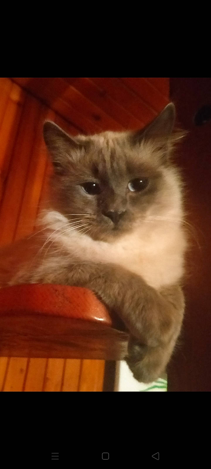 Guismo participe au concours pour gagner de l'argent avec cette photo : box, carnivore, cat, domestic_short_haired_cat, door, eye, fawn, felidae, fur, hardwood, iris, ragdoll, small_to_medium_sized_cats, snout, tail, terrestrial_animal, whiskers, wood