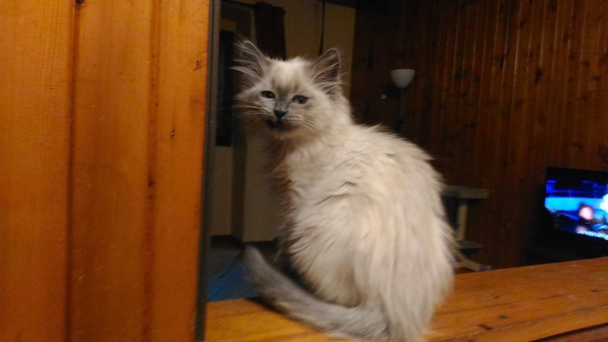 Guismo a rejoint le concours — aidez-le/la à gagner de superbes lots ! asian_semi_longhair, balinese, birman, carnivore, cat, domestic_long_haired_cat, felidae, himalayan, kitten, mammal, napoleon_cat, norwegian_forest_cat, ojos_azules, ragamuffin, ragdoll, siberian, small_to_medium_sized_cats, turkish_angora, vertebrate, whiskers