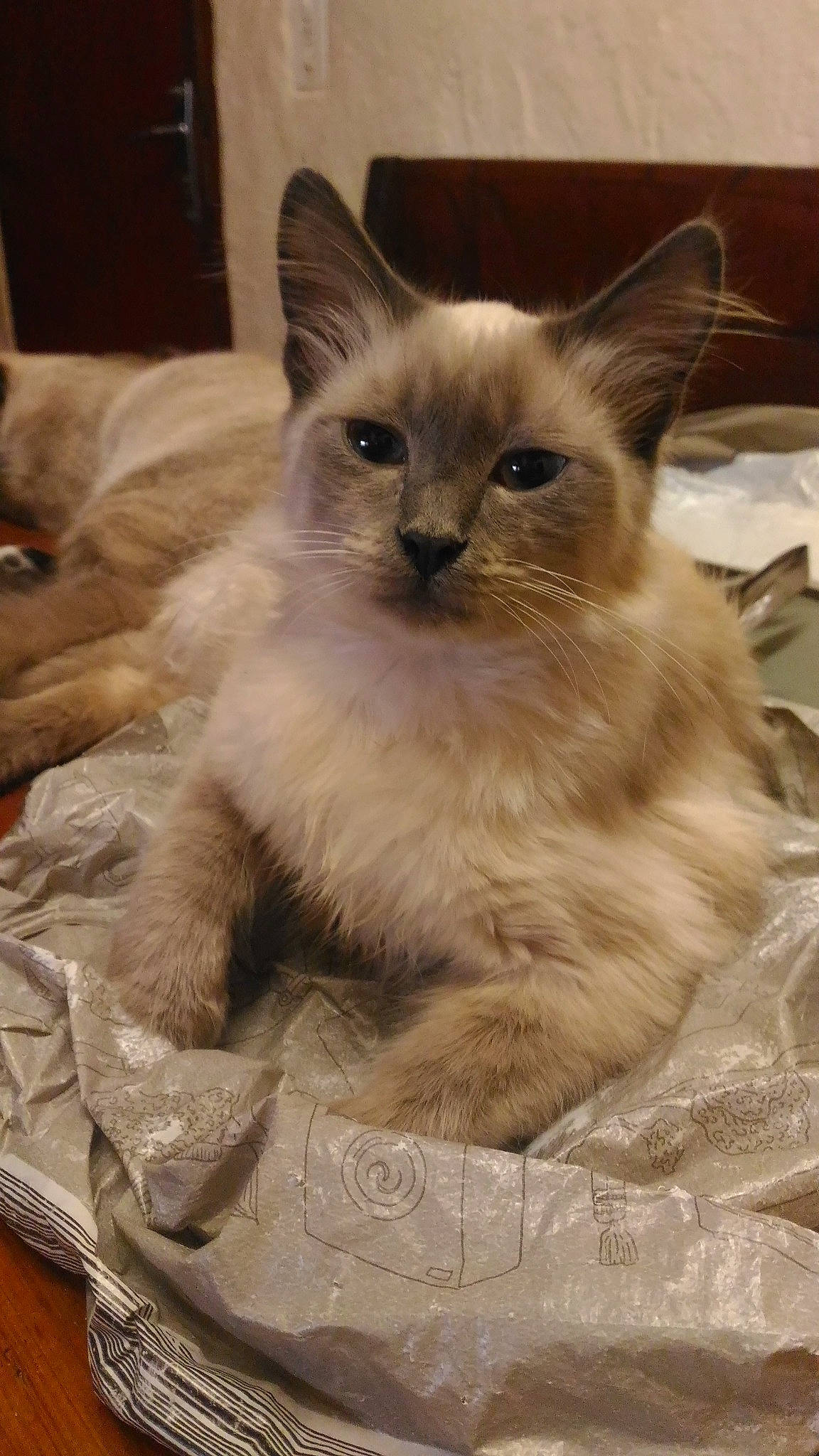 Guismo a rejoint le concours — aidez-le/la à gagner de superbes lots ! asian, asian_semi_longhair, balinese, birman, carnivore, cat, domestic_long_haired_cat, fawn, felidae, himalayan, javanese, kitten, mammal, ragdoll, siamese, small_to_medium_sized_cats, thai, tonkinese, vertebrate, whiskers