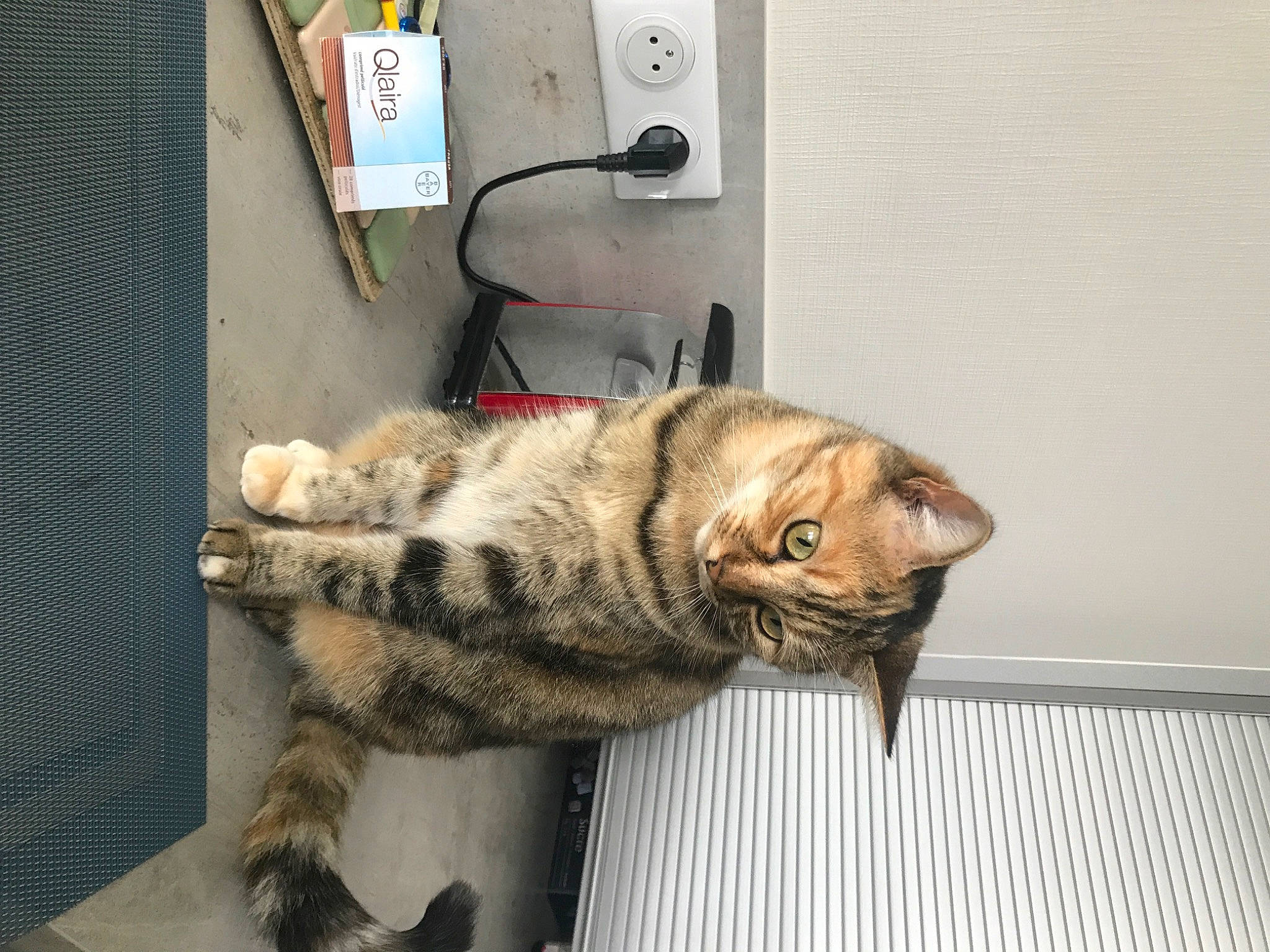 Louloute participe au concours pour gagner de l'argent avec cette photo : american_shorthair, animal_shelter, asian, carnivore, cat, domestic_short_haired_cat, dragon_li, egyptian_mau, european_shorthair, felidae, fur, ocicat, paw, pixie_bob, small_to_medium_sized_cats, snout, tabby_cat, tail, toyger, whiskers