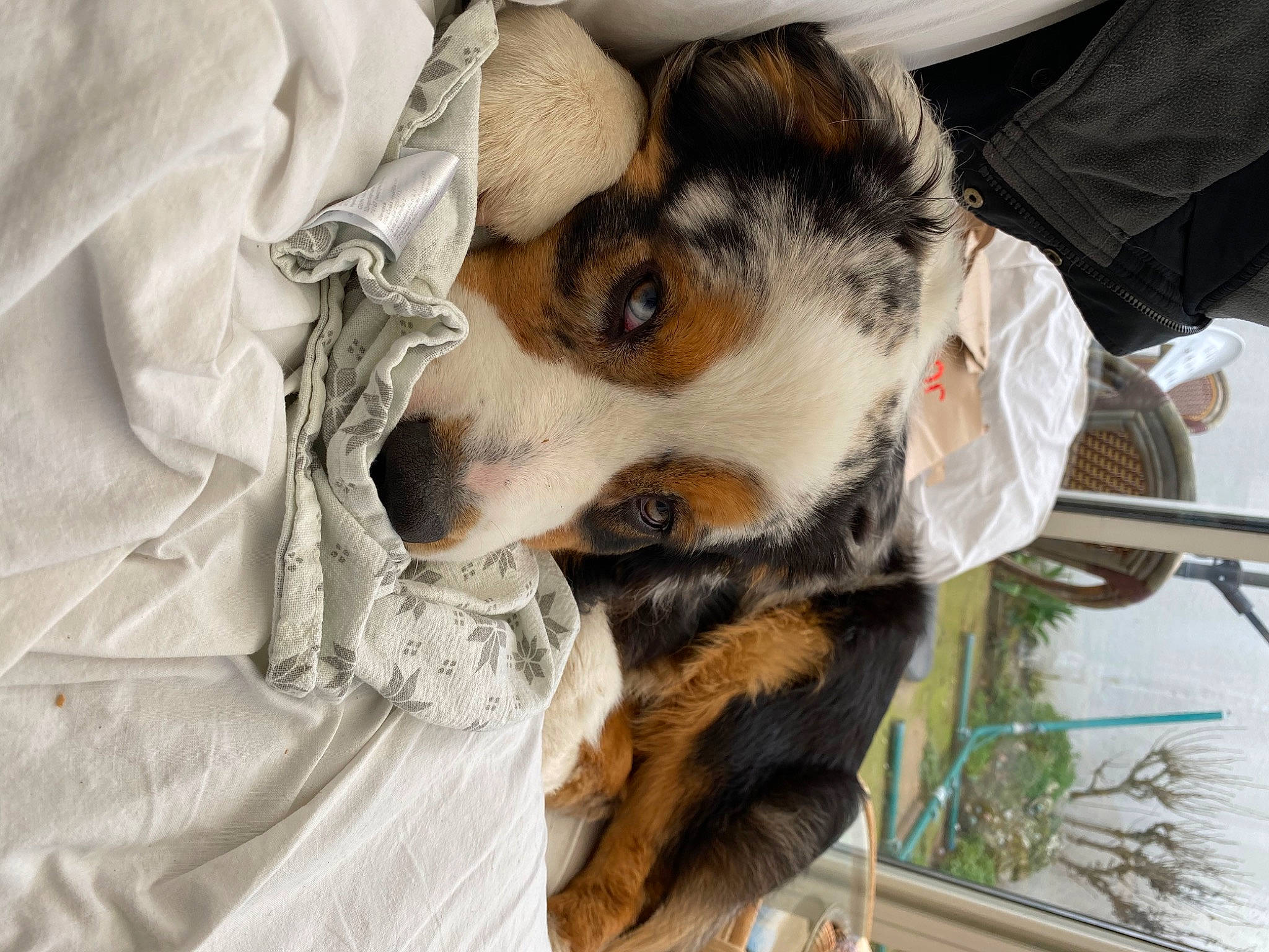 Phoenix participe au concours pour gagner de l'argent avec cette photo : australian_shepherd, canidae, carnivore, companion_dog, dog, dog_breed, ear, fur, nap, nose, puppy, puppy_love, sleep, snout, sporting_group