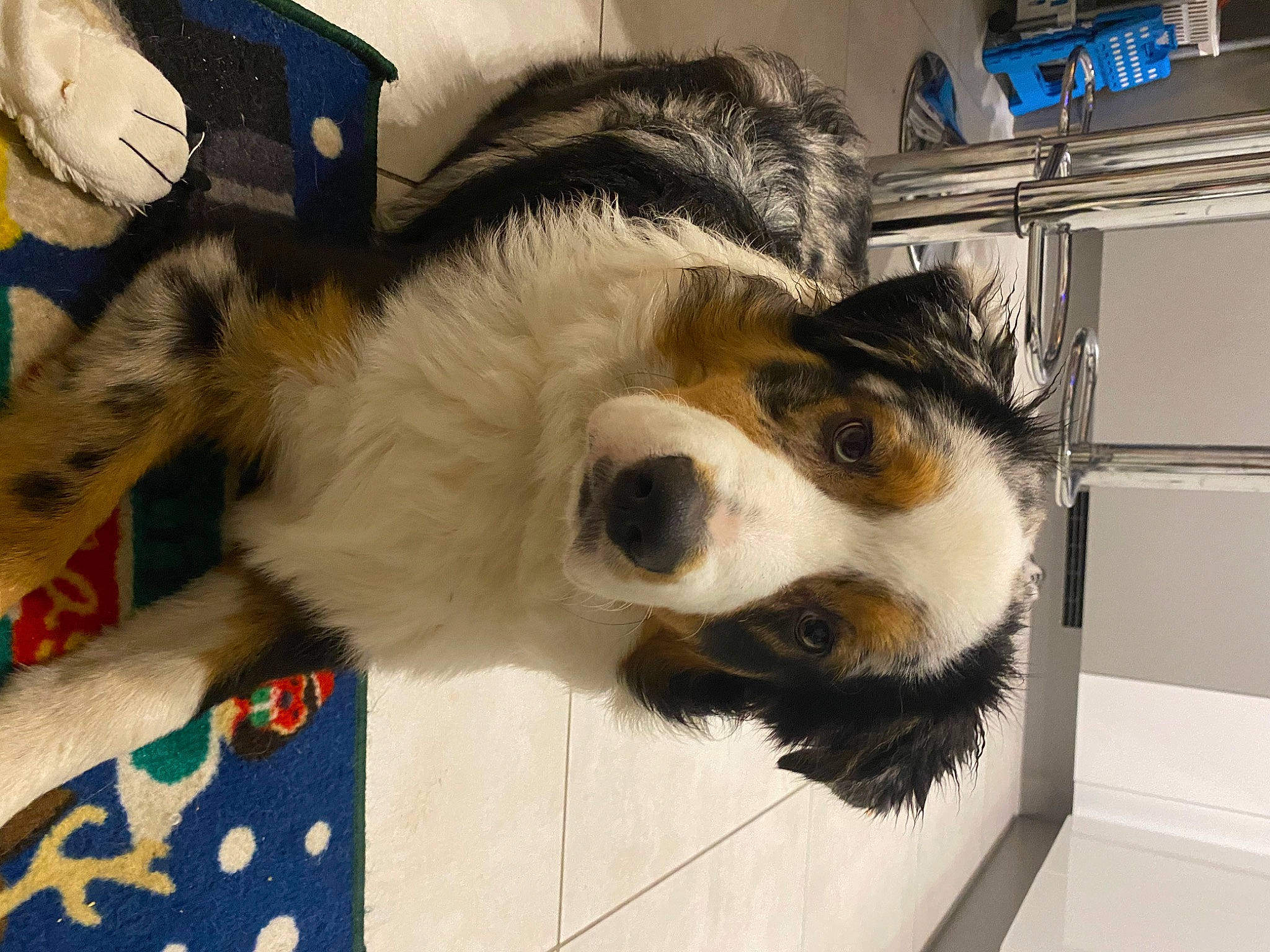 Phoenix a rejoint le concours — aidez-le/la à gagner de superbes lots ! australian_shepherd, bernese_mountain_dog, canidae, carnivore, companion_dog, dog, dog_breed, fur, mammal, miniature_australian_shepherd, nose, snout, sporting_group, whiskers