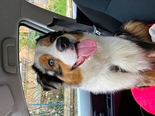 Phoenix participe au concours pour gagner de l'argent avec cette photo : bernese_mountain_dog, canidae, carnivore, companion_dog, dog, dog_breed, mammal, puppy, snout, sporting_group