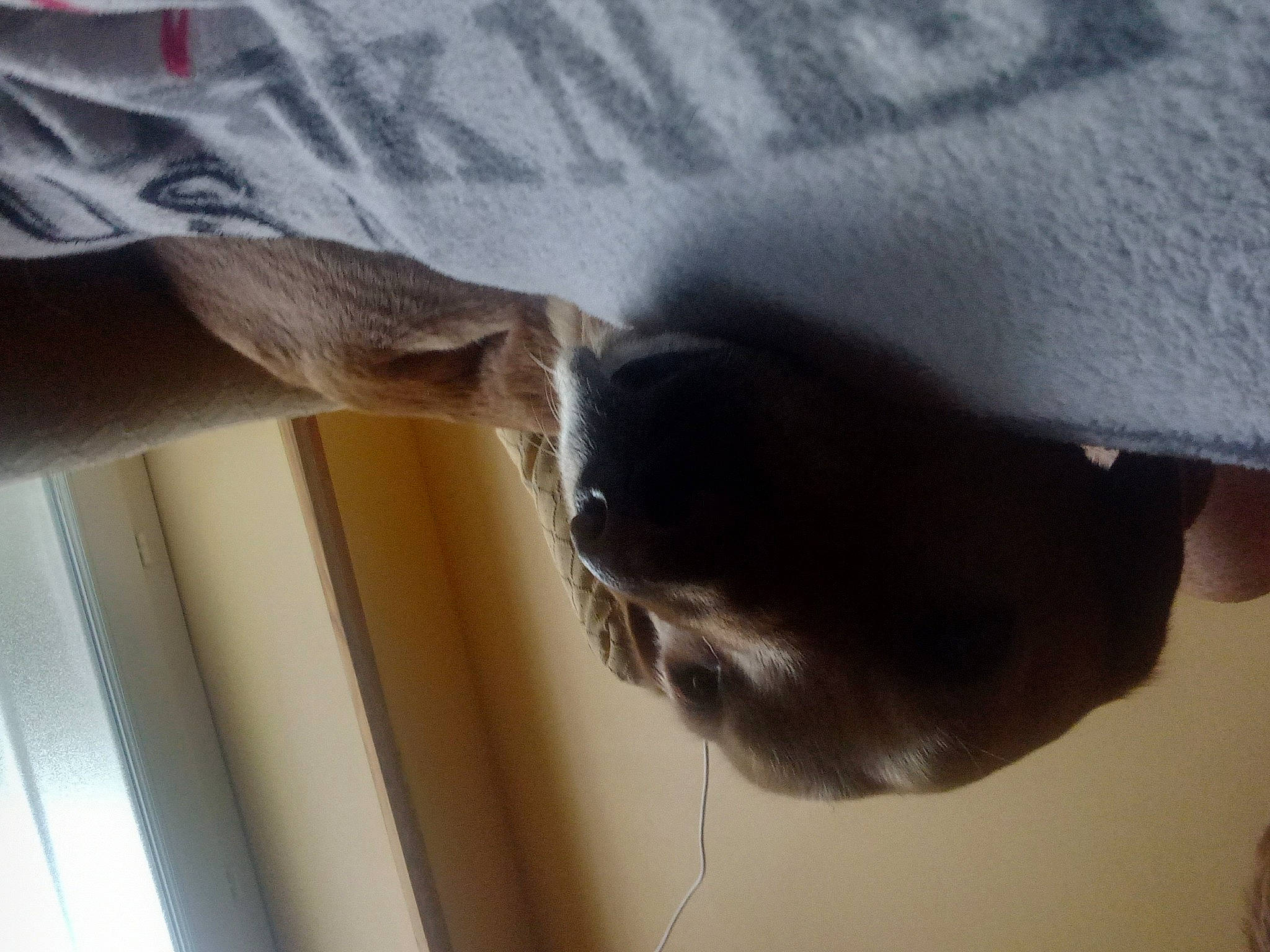 Speed participe au concours pour gagner de l'argent avec cette photo : canidae, carnivore, dog, dog_breed, elbow, fawn, finger, foot, gesture, grey, hardwood, human_leg, linens, mammal, sleeve, sporting_group, tail, vertebrate, whiskers, wood