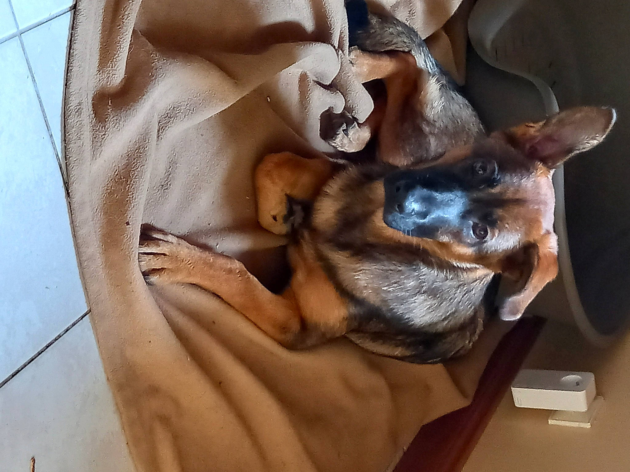 Rihanna a rejoint le concours — aidez-le/la à gagner de superbes lots ! canidae, carnivore, comfort, companion_dog, dog, dog_breed, ear, fawn, felidae, fur, german_shepherd_dog, gesture, human_leg, jaw, paw, snout, sporting_group, toy_dog, whiskers, working_animal