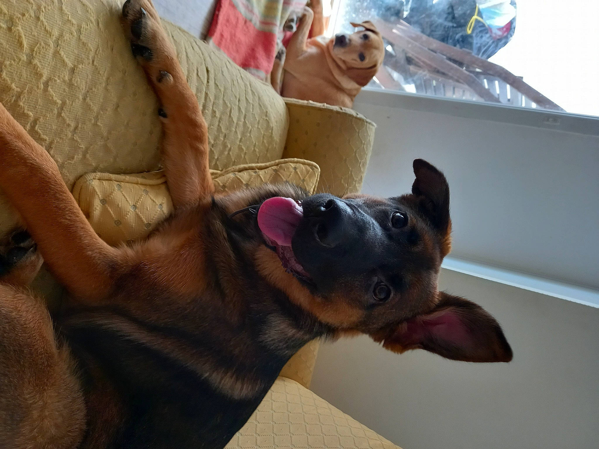 Rihanna participe au concours pour gagner de l'argent avec cette photo : canidae, carnivore, collar, comfort, companion_dog, couch, dog, dog_breed, ear, fawn, fur, guard_dog, paw, room, snout, sporting_group, tail, toy, whiskers, working_animal