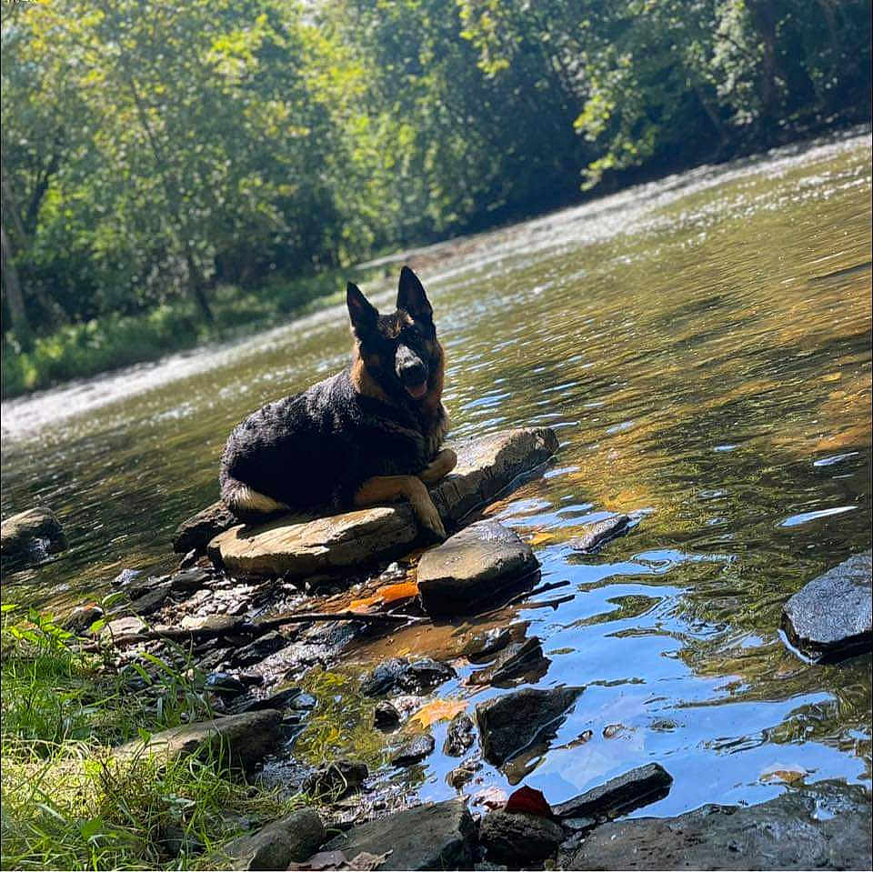 Raven joined the competition — help win amazing prizes! animal, canine, dog, forest, freshwater, german_shepherd, greenery, nature, outdoor, peaceful, pet, relaxing, river, rocks, scenic, summer, sunlight, trees, water, wildlife
