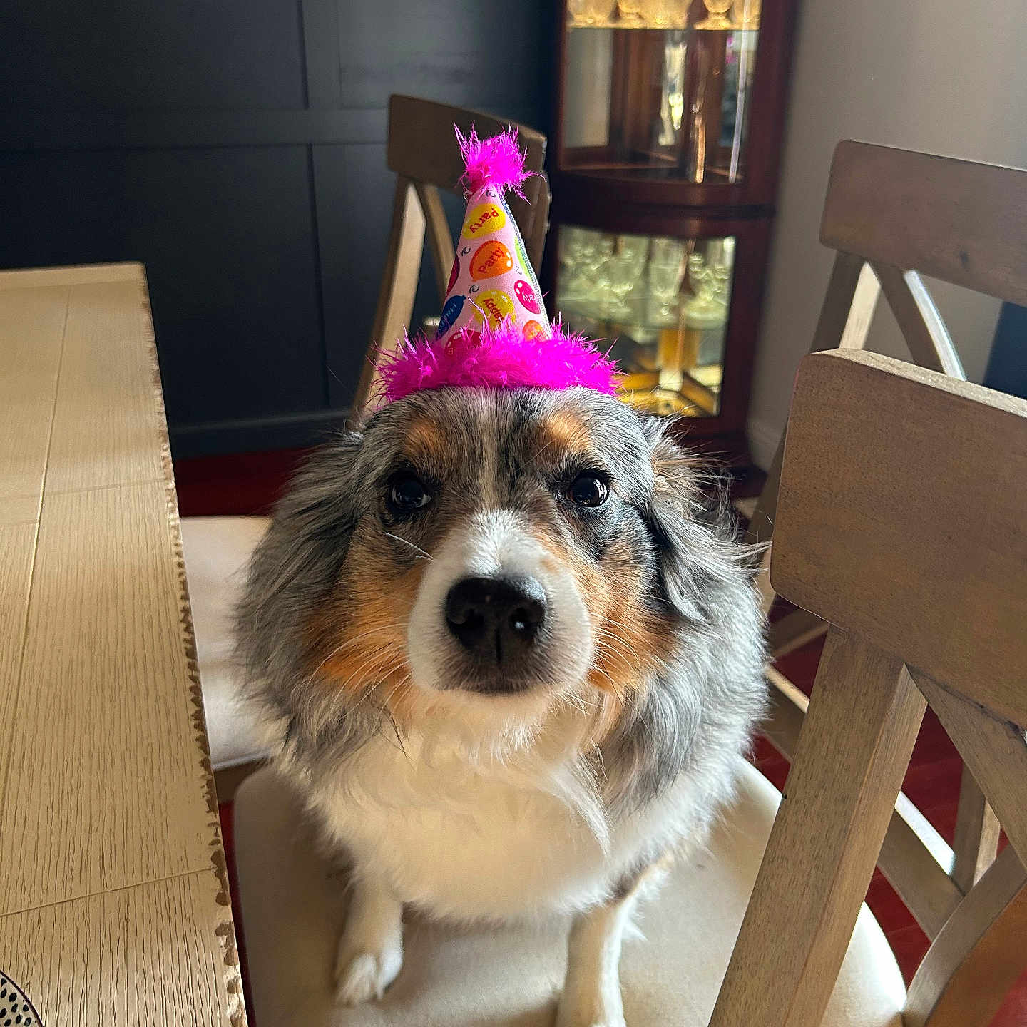 Glory B is registered to the contest to win money with this photo: animal, birthday, canine, celebration, chair, cozy, cute, dining_table, dog, domestic, fur, fur_texture, furniture, glass_cabinet, house, indoor, looking_at_camera, party_hat, pet, sitting
