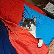 Lex is registered to the contest to win money with this photo: abyssinian, animal, bed, bedroom, blanket, cat, couch, cushion, furniture, hardwood, homedecor, indoors, kitten, linen, manx, pet, quilt, room, siamese, wood