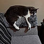 abyssinian, animal, architecture, armchair, blanket, building, cat, chair, couch, cushion, furniture, homedecor, indoors, kitten, linen, livingroom, manx, pet, room, siamese