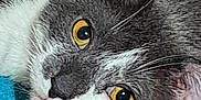 Lex joined the competition — help win amazing prizes! abyssinian, angora, animal, blackcat, blanket, cat, gray, kitten, manx, pattern, person, pet, sleeping, snout