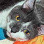 abyssinian, angora, animal, blackcat, blanket, cat, gray, kitten, manx, pattern, person, pet, sleeping, snout