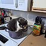 animal, appliance, bowl, cat, cooker, cookingpan, cooktop, cookware, device, electricaldevice, food, indoors, kitchen, meal, microwave, mixer, oven, pet, pot, slowcooker