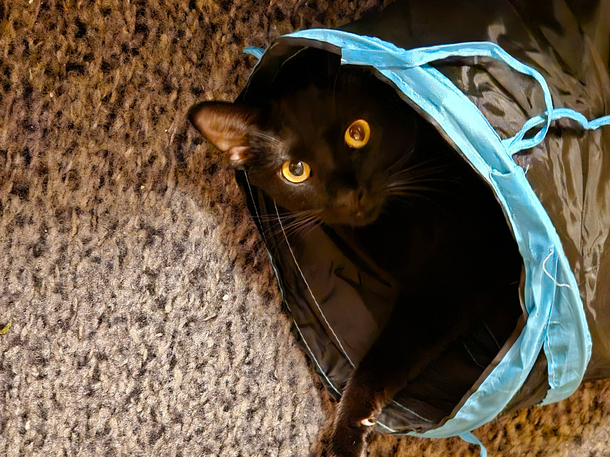 Sasha joined the competition — help win amazing prizes! bag, black_cat, bombay, brown, carnivore, cat, domestic_short_haired_cat, electric_blue, fashion_accessory, felidae, fur, grass, luggage_and_bags, small_to_medium_sized_cats, snout, tail, terrestrial_animal, whiskers, wire, wood
