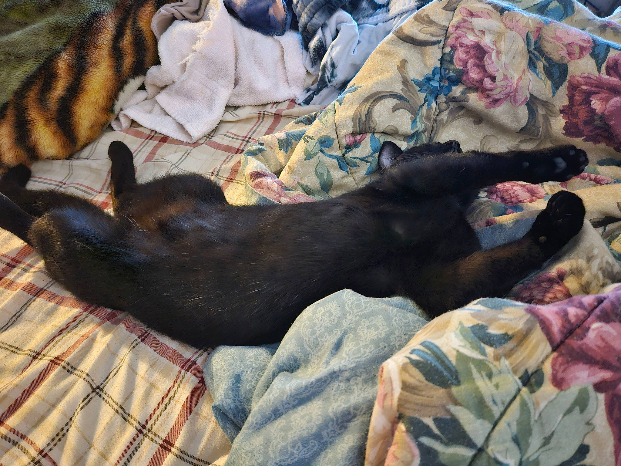 Sasha joined the competition — help win amazing prizes! carnivore, comfort, companion_dog, couch, dog, dog_breed, fawn, fur, guard_dog, linens, pattern, sporting_group, tail, tartan, working_animal