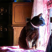 Sasha is registered to the contest to win money with this photo: animal, bedspread, black_cat, cat, collar, cozy, curtains, furniture, home, indoor, looking_out, patterned_bedspread, pearl_collar, pet, pink_curtains, side_view, sunlight, vintage, window, wooden_furniture