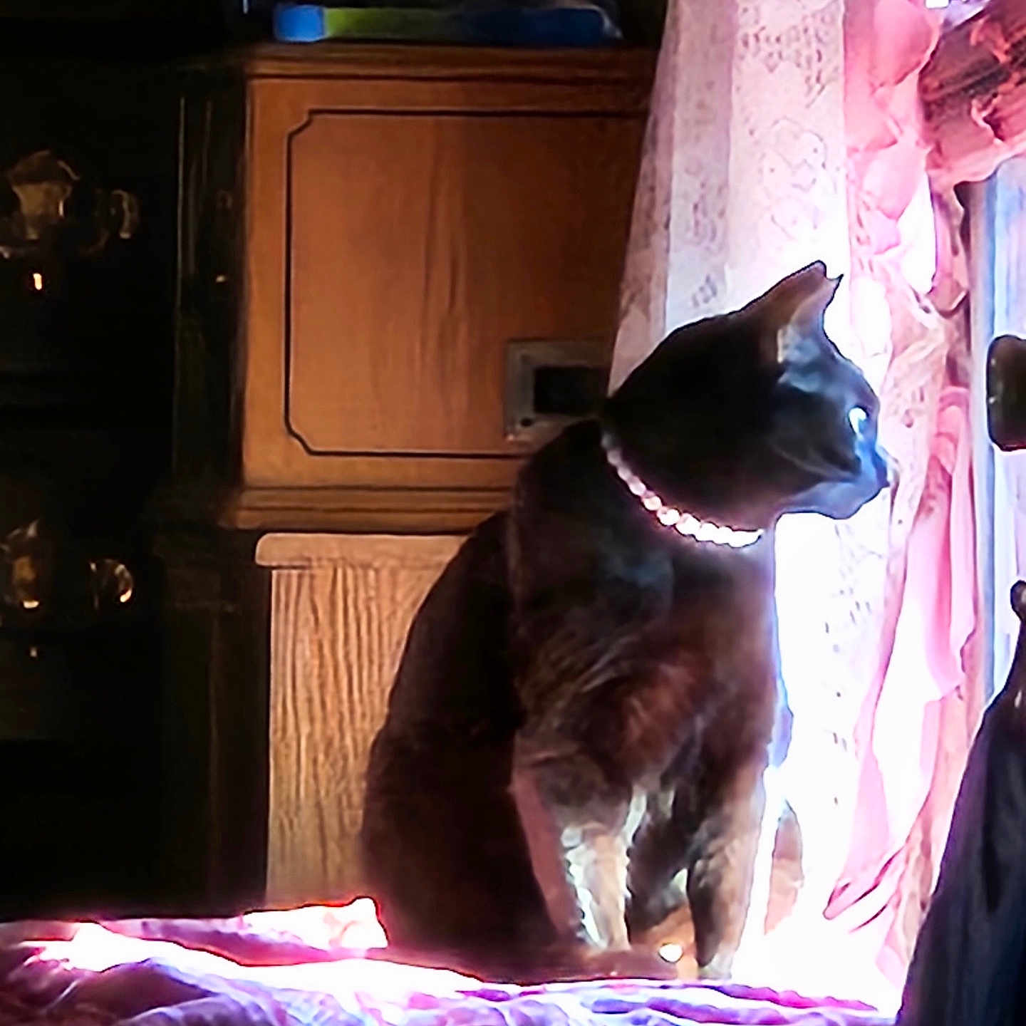 Sasha is registered to the contest to win money with this photo: animal, bedspread, black_cat, cat, collar, cozy, curtains, furniture, home, indoor, looking_out, patterned_bedspread, pearl_collar, pet, pink_curtains, side_view, sunlight, vintage, window, wooden_furniture