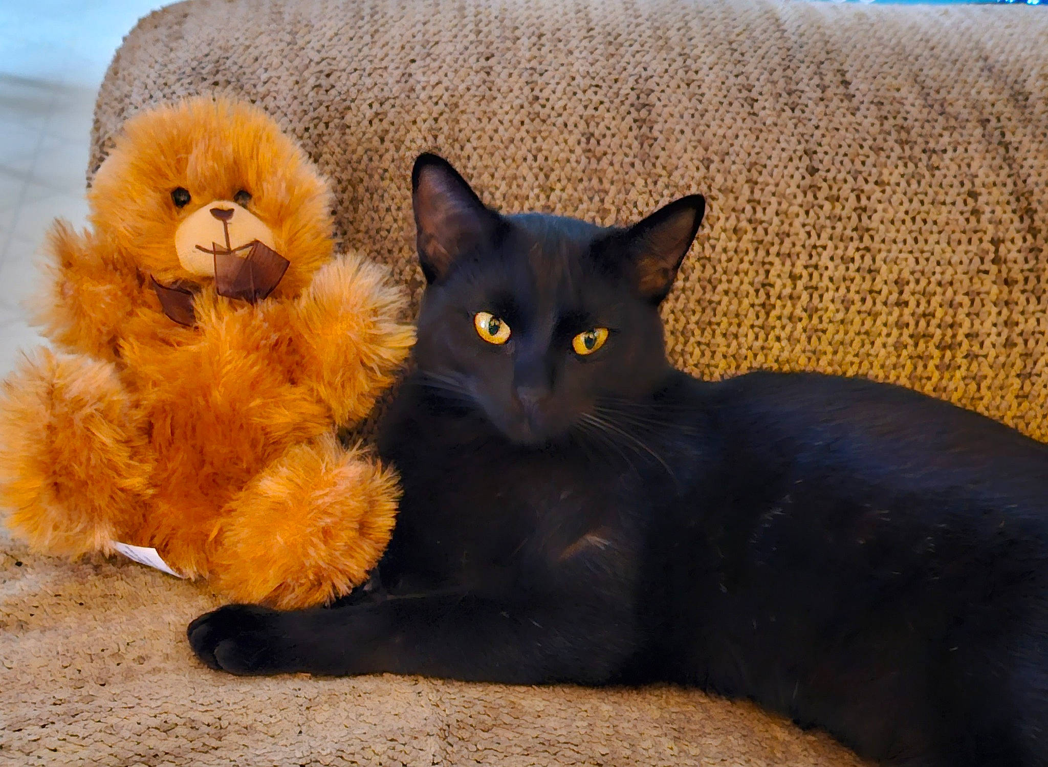 Sasha joined the competition — help win amazing prizes! black_cat, bombay, carnivore, cat, claw, comfort, domestic_short_haired_cat, fawn, felidae, fur, grey, paw, small_to_medium_sized_cats, snout, stuffed_toy, tail, terrestrial_animal, toy, whiskers, window