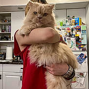 Chloe joined the competition — help win amazing prizes! cat, person, indoor, kitchen, fluffy_cat, holding, red_shirt, bracelet, refrigerator, notes, magnets, cupboard, countertop, paper_towel, serious_expression, long_hair, domestic_animal, fur, clutter, portrait