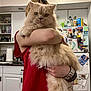 cat, person, indoor, kitchen, fluffy_cat, holding, red_shirt, bracelet, refrigerator, notes, magnets, cupboard, countertop, paper_towel, serious_expression, long_hair, domestic_animal, fur, clutter, portrait