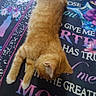 Tygah is registered to the contest to win money with this photo: animal, blanket, cat, colorful, cozy, cute, domestic_animal, ear, feline, fur, indoor, kitten, orange_cat, pattern, paw, pet, resting, sleeping, soft, text