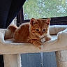 animal, cat, cat_tree, cozy, curious, curtain, cute, feline, furniture, home, indoor, kitten, looking, orange_tabby, pet, relaxed, resting, soft, window, young_cat
