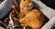 Tygah is registered to the contest to win money with this photo: animal, bed, blanket, cat, comfort, cozy, cute, domestic_animal, feline, fur, indoor, nap, orange_tabby, pet_bed, plush, relaxation, resting, sleeping, soft, sunlight