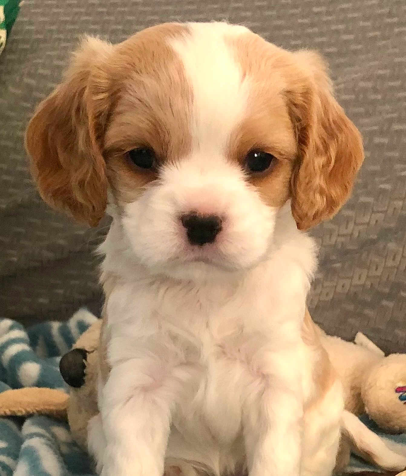 Mirabel joined the competition — help win amazing prizes! puppy, dog, cute, fluffy, pet, animal, young, fur, ears, nose, eyes, blanket, indoor, cozy, soft, adorable, sitting, portrait, calm, closeup