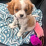 Mirabel joined the competition — help win amazing prizes! puppy, dog, blanket, car_seat, plush_toy, leash, cute, fur, pet, animal, indoor, collar, brown_and_white, sitting, young, adorable, soft, comfort, toy, seat