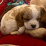 Mirabel joined the competition — help win amazing prizes! puppy, dog, sleeping, bed, stuffed_toy, plush, red, cute, young, fur, pet, cozy, resting, indoor, animal, canine, adorable, snug, relaxing, sleep