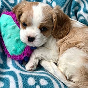 Mirabel joined the competition — help win amazing prizes! puppy, dog, animal, pet, cute, fur, blanket, toy, sleepy, closeup, brown, white, cozy, resting, indoor, soft, young, mammal, companion, adorable