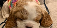 Mirabel is registered to the contest to win money with this photo: puppy, sleeping, dog, blanket, cozy, colorful_sweater, cute, fur, indoors, resting, animal, small, pet, adorable, brown_and_white, soft, closeup, calm, nap, peaceful