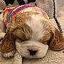 puppy, sleeping, dog, blanket, cozy, colorful_sweater, cute, fur, indoors, resting, animal, small, pet, adorable, brown_and_white, soft, closeup, calm, nap, peaceful
