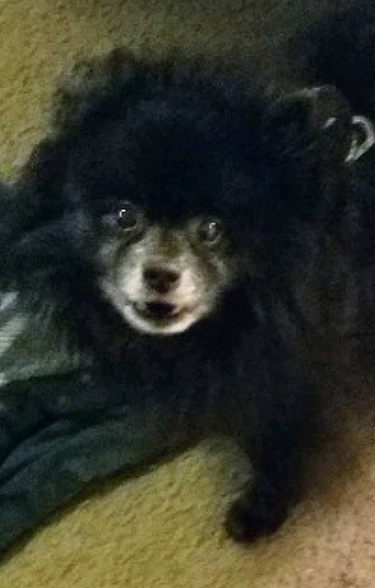 Bear is registered to the contest to win money with this photo: canidae, carnivore, companion_dog, dog, dog_breed, fur, non_sporting_group, snout, sporting_group, terrestrial_animal, wildlife, working_animal