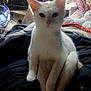 cat, white_cat, pet, indoor, sitting, feline, animal, clutter, blanket, box, cage, poster, deer, paws, ears, looking_at_camera, domestic_animal, furniture, soft_lighting, quiet