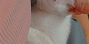 Squirt is registered to the contest to win money with this photo: cat, white_cat, sleeping, paw, pink_paw_pads, cozy, snuggling, close_up, fur, pet, animal, resting, cute, soft, relaxed, indoor, comfort, human_arm, fabric, warm