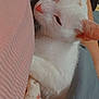 cat, white_cat, sleeping, paw, pink_paw_pads, cozy, snuggling, close_up, fur, pet, animal, resting, cute, soft, relaxed, indoor, comfort, human_arm, fabric, warm