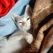 Squirt is registered to the contest to win money with this photo: kitten, cat, sleepy, blanket, cozy, fur, pet, indoor, resting, cute, animal, mammal, whiskers, paw, young, soft, relaxed, comfort, home, nap