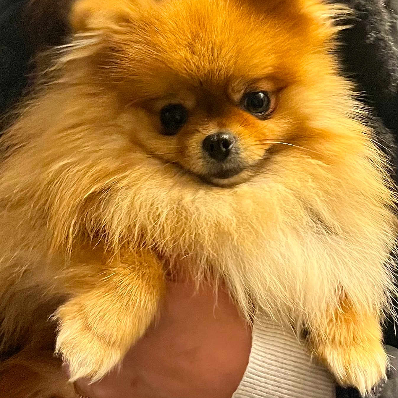 Tokynette a rejoint le concours — aidez-le/la à gagner de superbes lots ! adorable, animal, brown, clothing, cute, dog, eyes, face, fluffy, fur, hand, indoor, jacket, nose, orange, pet, pomeranian, portrait, small, sweater