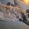 animal, cat, comfort, couch, cozy, domestic, fluffy, fur, furniture, home, indoor, lazy, living_room, long_hair, pet, pillow, relaxed, resting, sleepy, soft_texture