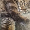 animal, blur, cat, close_up, couch, cozy, face, feline, fur, indoor, paw, pet, relaxed, resting, sleepy, soft, stretching, tabby, texture, whiskers