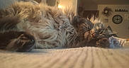 Obi Wan is registered to the contest to win money with this photo: animal, cat, closeup, comfortable, couch, cozy, domestic_animal, fluffy, fur, furniture, home, indoor, living_room, mammal, pet, relaxed, resting, sleeping, soft, whiskers