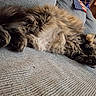 animal, belly, cat, comfort, couch, cozy, domestic, flag, fluffy, fur, home, indoor, jeans, long_hair, person, pet, relaxed, resting, sleeping, texture