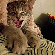 Dexter is registered to the contest to win money with this photo: cat, feline, paws, yawning, bed, blanket, striped_bedding, indoor, cozy, fur, pet, whiskers, ears, mouth_open, claws, closeup, sleepy, cute, resting, animal