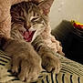 cat, feline, paws, yawning, bed, blanket, striped_bedding, indoor, cozy, fur, pet, whiskers, ears, mouth_open, claws, closeup, sleepy, cute, resting, animal