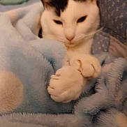 Possum is registered to the contest to win money with this photo: cat, feline, paws, blanket, blue_blanket, cozy, sleepy, indoor, pet, fur, white_cat, black_spots, resting, cute, soft_texture, closeup, animal, domestic_animal, relaxing, warm
